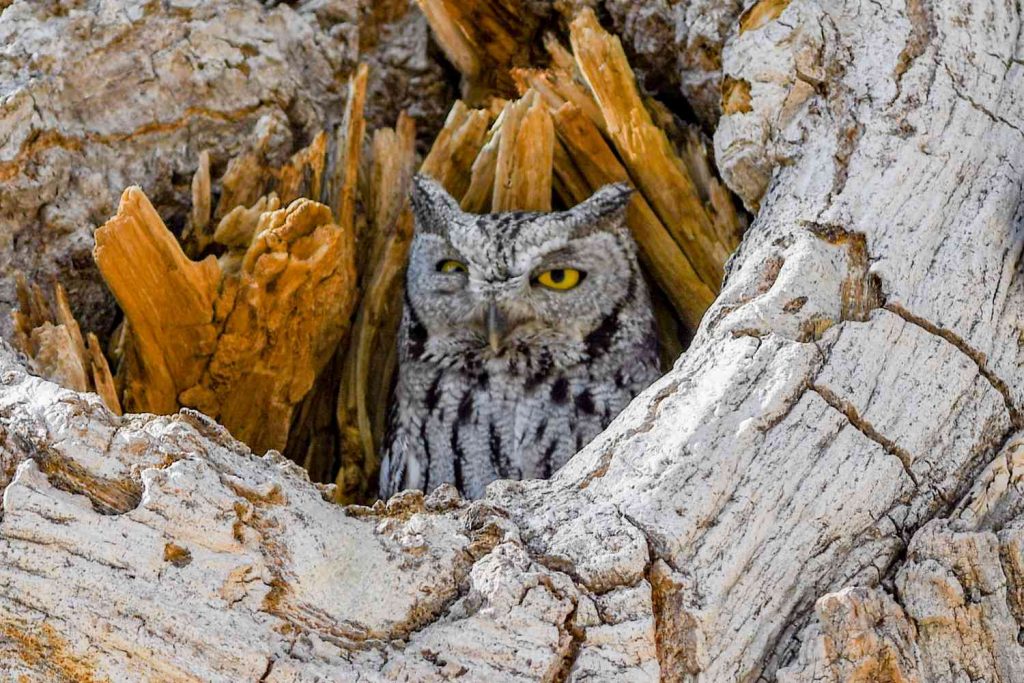 Attracting Great Horned Owls to Your Yard with Large Properties and Open Space