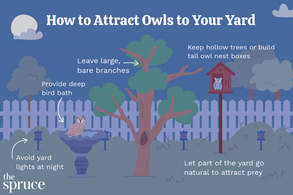 Attracting Great Horned Owls to Your Yard with Large Properties and