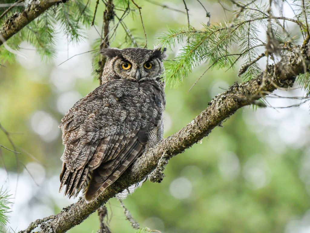 Attracting Great Horned Owls to Your Yard with Large Properties and Open Space