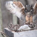 Attracting Great Horned Owls to Your Yard with Large Properties and Open Space