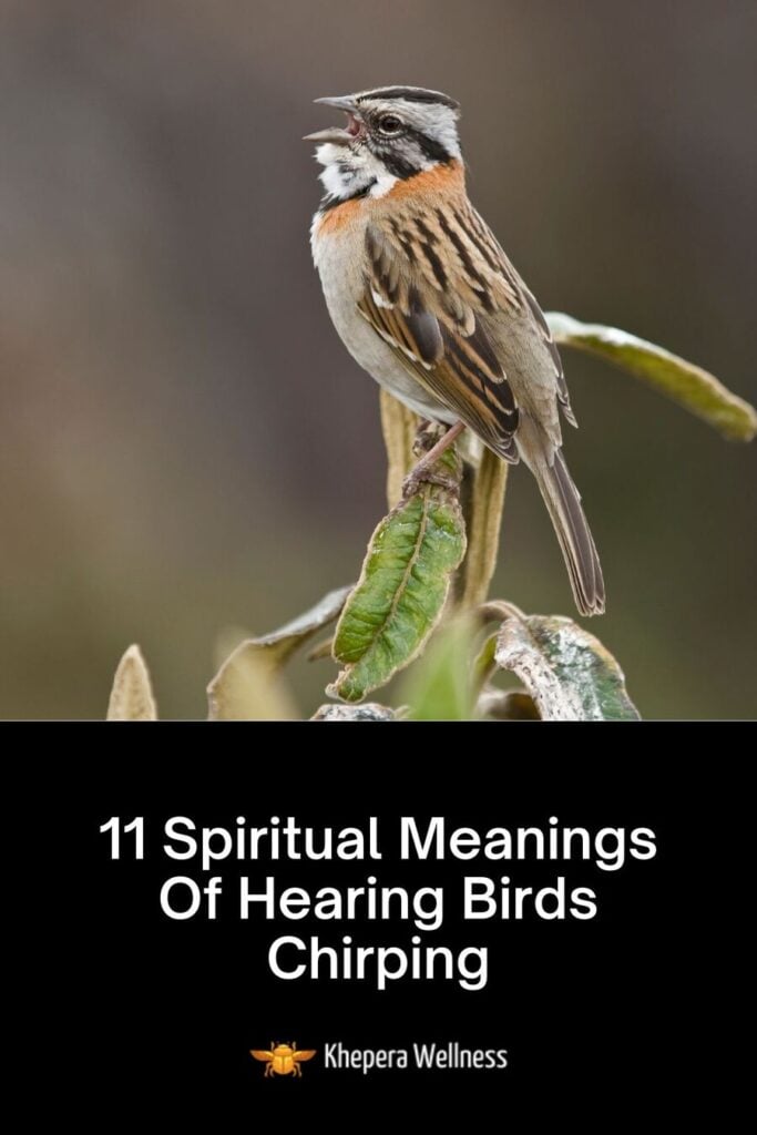 Bird Chirping: Spiritual and Symbolic Meanings