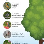 Bird Feeder Placement Guide: Finding the Perfect Height for Your Feeder