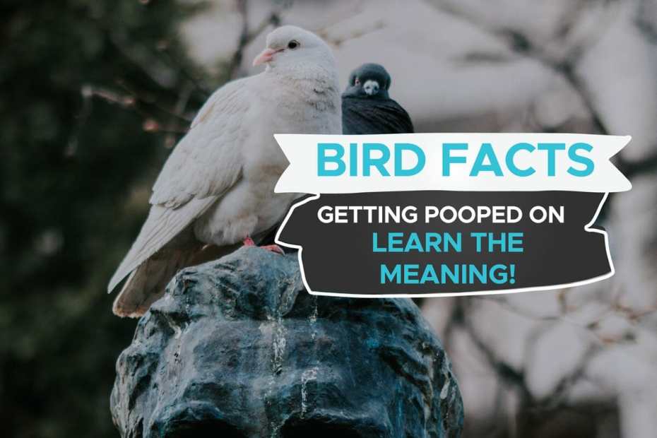 Bird Poop: A Symbol of Good Luck in Many Cultures