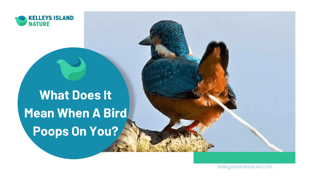 Bird Poop: A Symbol of Good Luck in Many Cultures