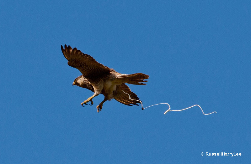 Bird Poop: A Symbol of Good Luck in Many Cultures