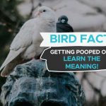 Bird Poop: A Symbol of Good Luck in Many Cultures