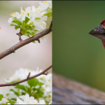 Bird species with red, orange, and yellow coloration in Michigan