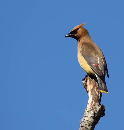 Bird species with red, orange, and yellow coloration in Michigan