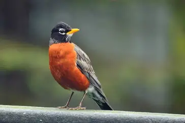 Bird species with red, orange, and yellow coloration in Michigan