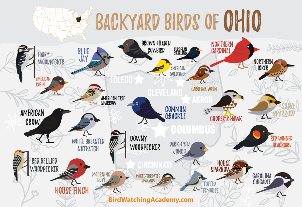 Birds commonly found in backyard in Ohio