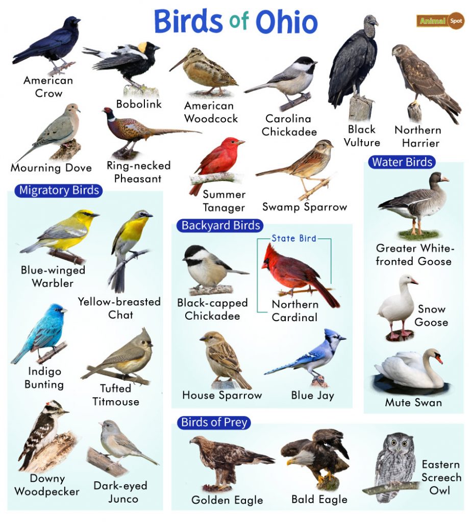 Birds commonly found in backyard in Ohio