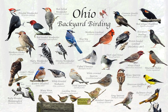 Birds commonly found in backyard in Ohio