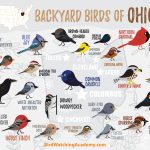 Birds commonly found in backyard in Ohio