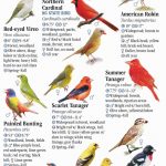 Birds of North Carolina: A Guide to Red, Orange, and Yellow Species