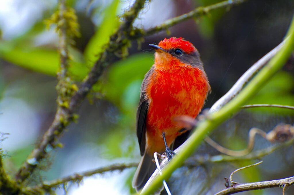 Birds of Oregon: A Guide to Red, Orange, and Yellow Species