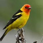 Birds of Oregon: A Guide to Red, Orange, and Yellow Species