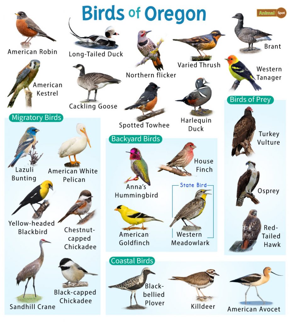 Birds of Oregon: A Guide to Red, Orange, and Yellow Species