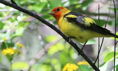 Birds of Oregon: A Guide to Red, Orange, and Yellow Species