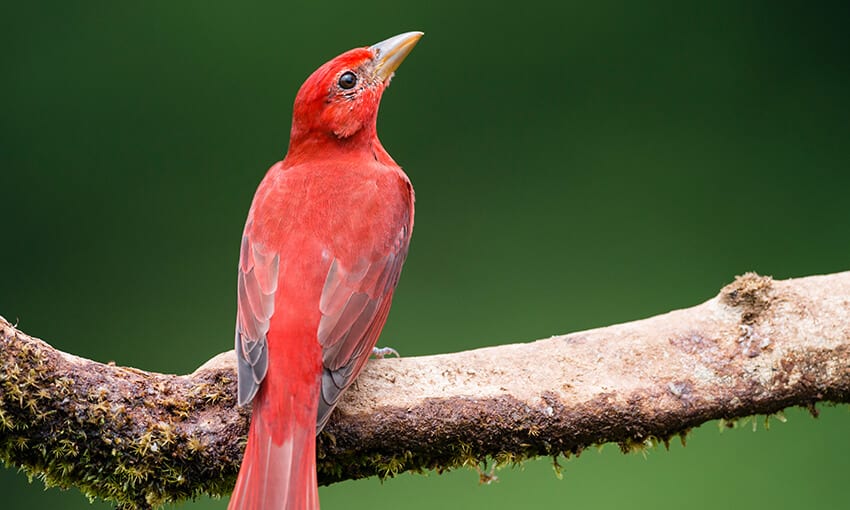 Birds of Texas: Red, Orange, and Yellow Feathered Species