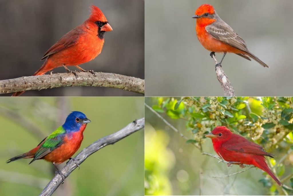 Birds of Texas: Red, Orange, and Yellow Feathered Species