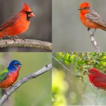 Birds of Texas: Red, Orange, and Yellow Feathered Species