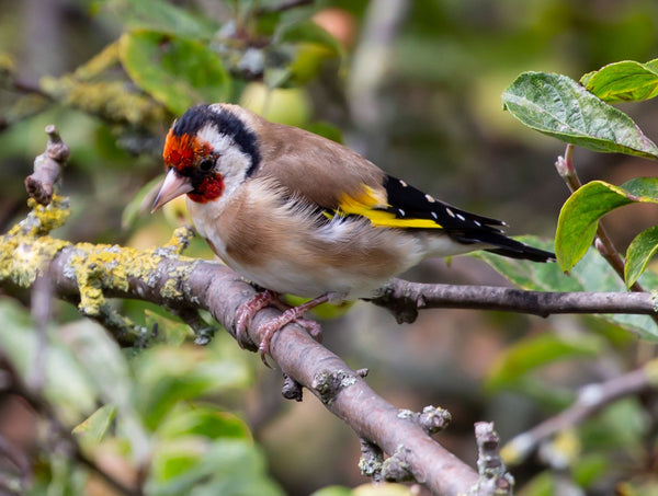 Birds seek shelter in dense trees and bushes during storms to protect themselves from strong winds and flying objects.