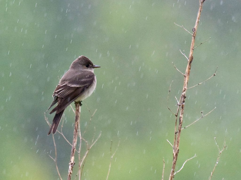 Birds seek shelter in dense trees and bushes during storms to protect themselves from strong winds and flying objects.