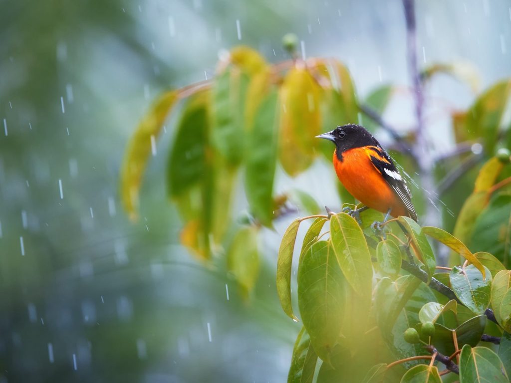 Birds seek shelter in dense trees and bushes during storms to protect themselves from strong winds and flying objects.