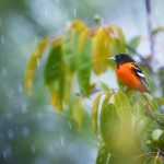 Birds seek shelter in dense trees and bushes during storms to protect themselves from strong winds and flying objects.