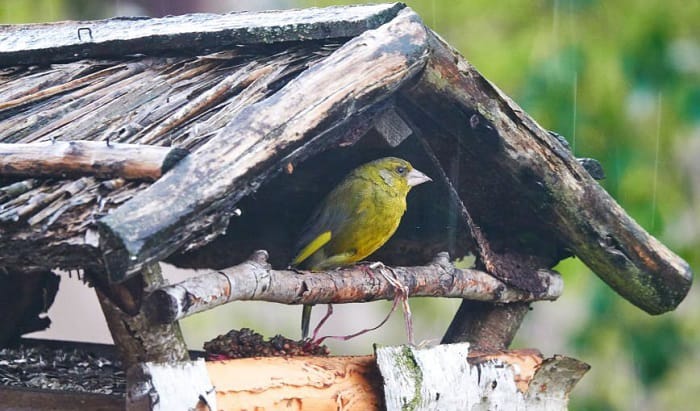 Birds seek shelter in dense trees and bushes during storms to protect themselves from strong winds and flying objects.