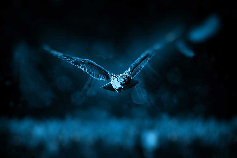 Birds that fly at night have various reasons for doing so