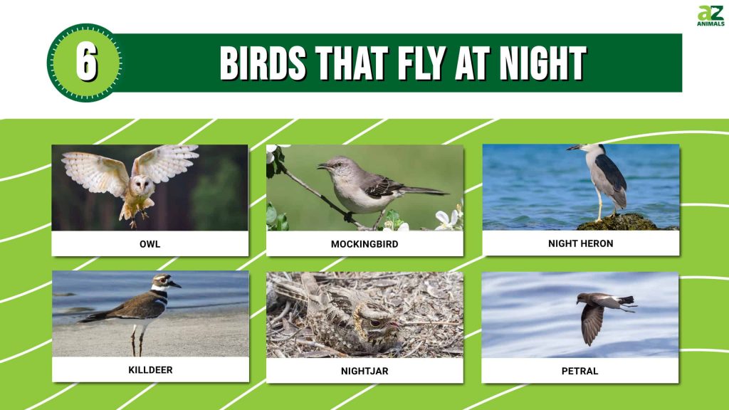 Birds that fly at night have various reasons for doing so