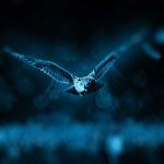 Birds that fly at night have various reasons for doing so