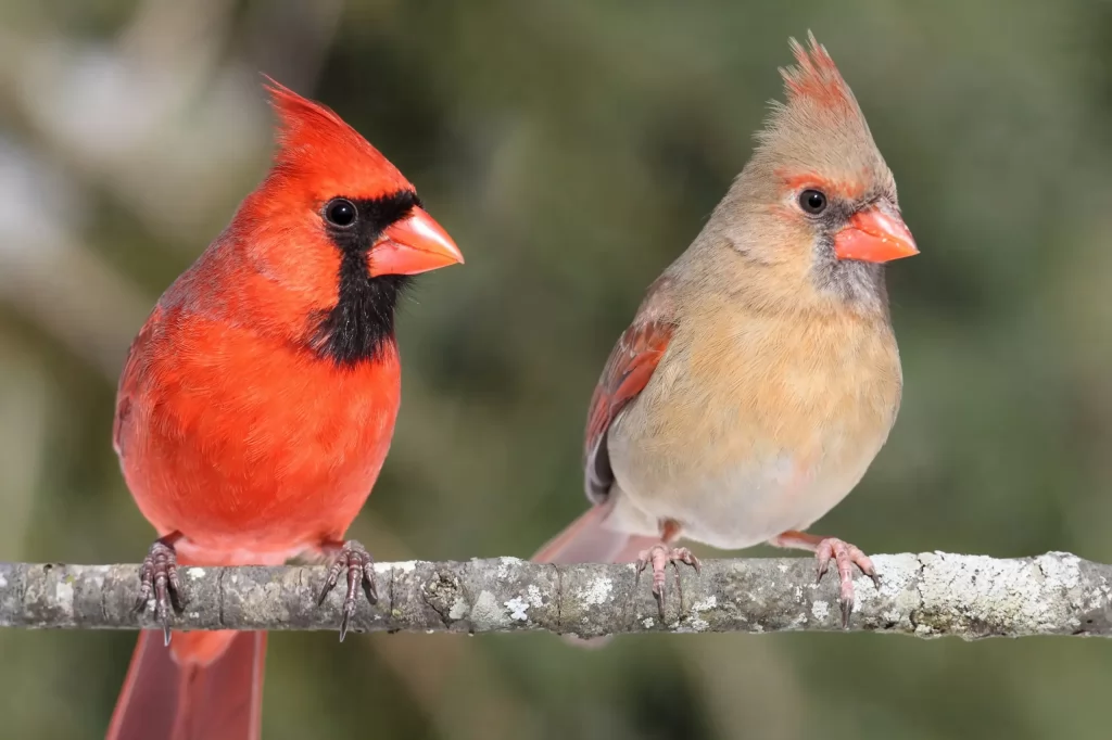 Birds with Red Heads in the United States and Canada