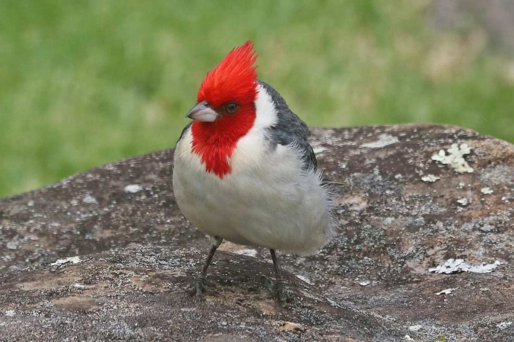 Birds with Red Heads in the United States and Canada