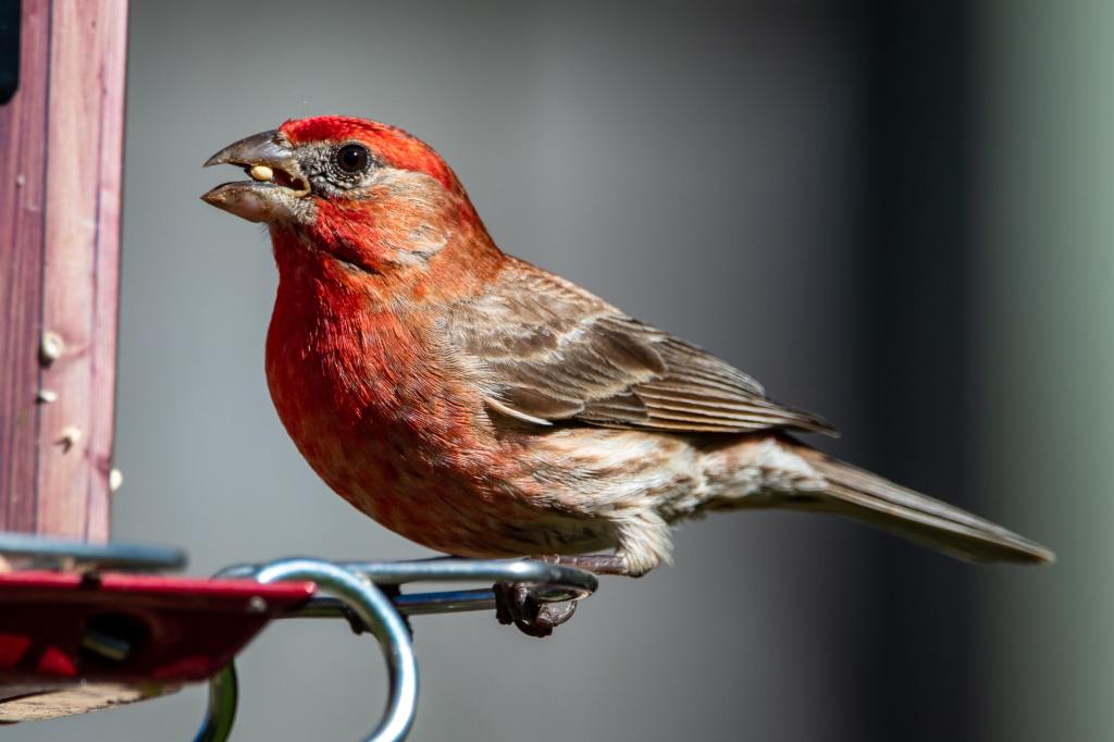 Birds with Red Heads in the United States and Canada