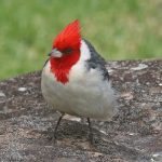 Birds with Red Heads in the United States and Canada