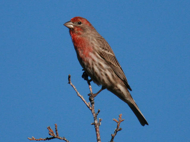 Birds with Red Heads in the United States and Canada