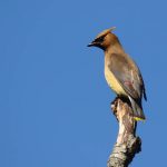 Birds with Red, Orange, and Yellow Feathers Found in Ohio