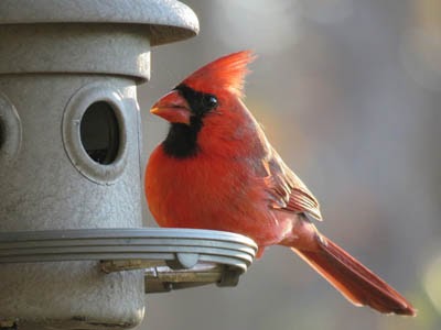 Birds with Red, Orange, and Yellow Feathers Found in Ohio