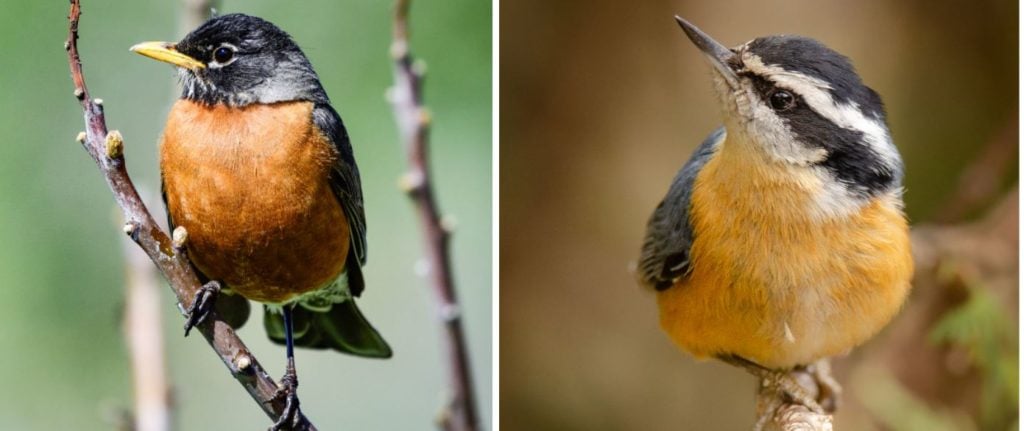 Birds with Red, Orange, and Yellow Feathers in Iowa