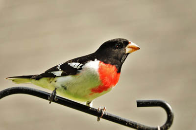 Birds with Red, Orange, and Yellow Feathers in Iowa