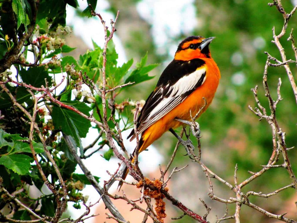 Birds with Red, Orange, and Yellow Feathers in Iowa