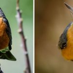 Birds with Red, Orange, and Yellow Feathers in Iowa