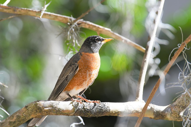 Birds with Red, Orange, and Yellow Feathers in Kentucky