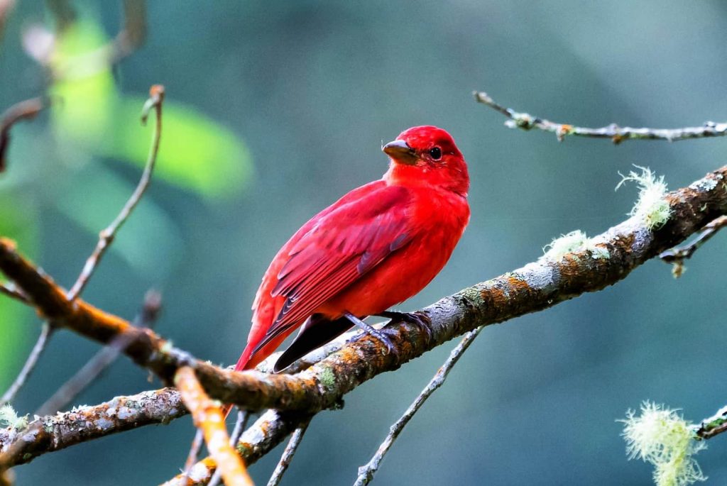 Birds with Red, Orange, and Yellow Feathers in Kentucky