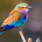 Birds with Red, Orange, and Yellow Feathers in Kentucky