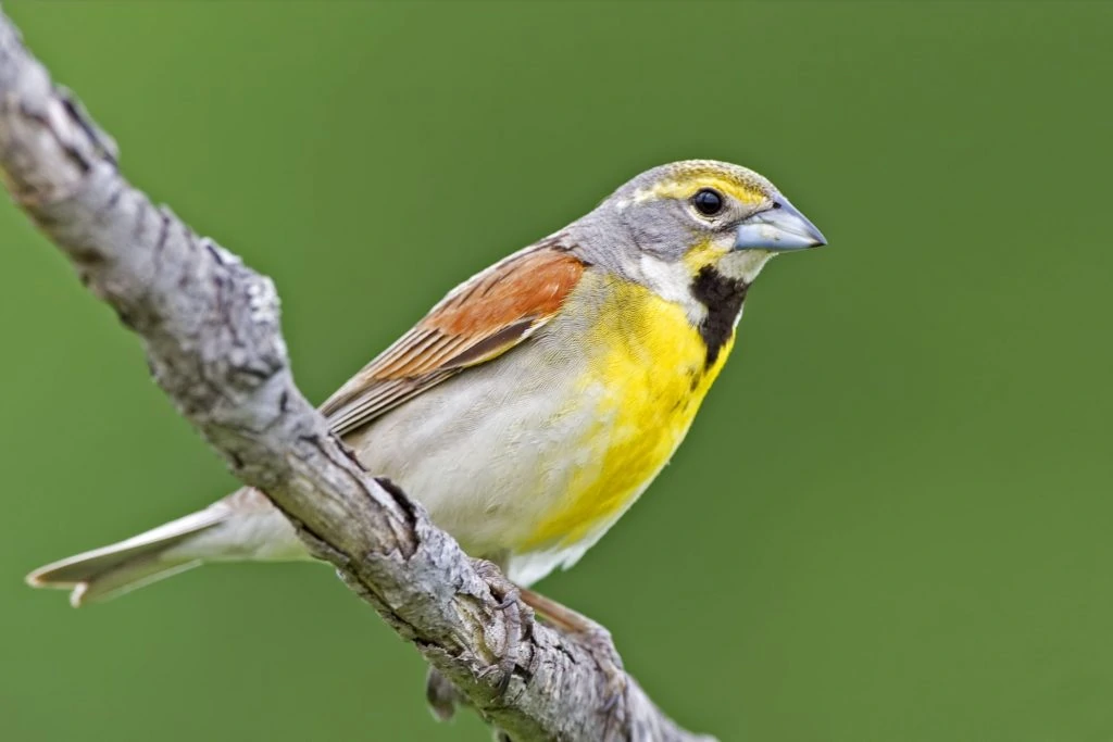 Birds with Red, Orange, and Yellow Feathers in Kentucky