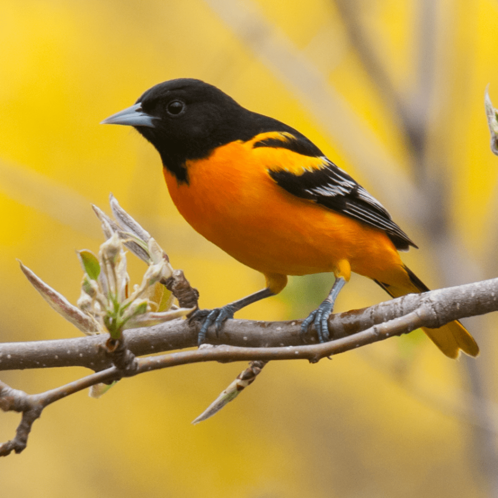 Birds with Yellow and Black Plumage in North America