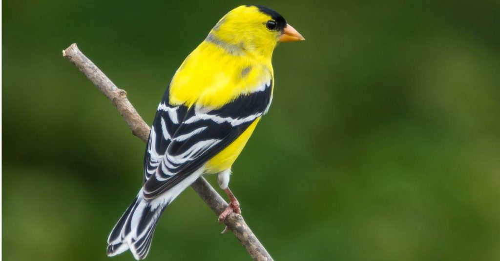 Birds with Yellow and Black Plumage in North America